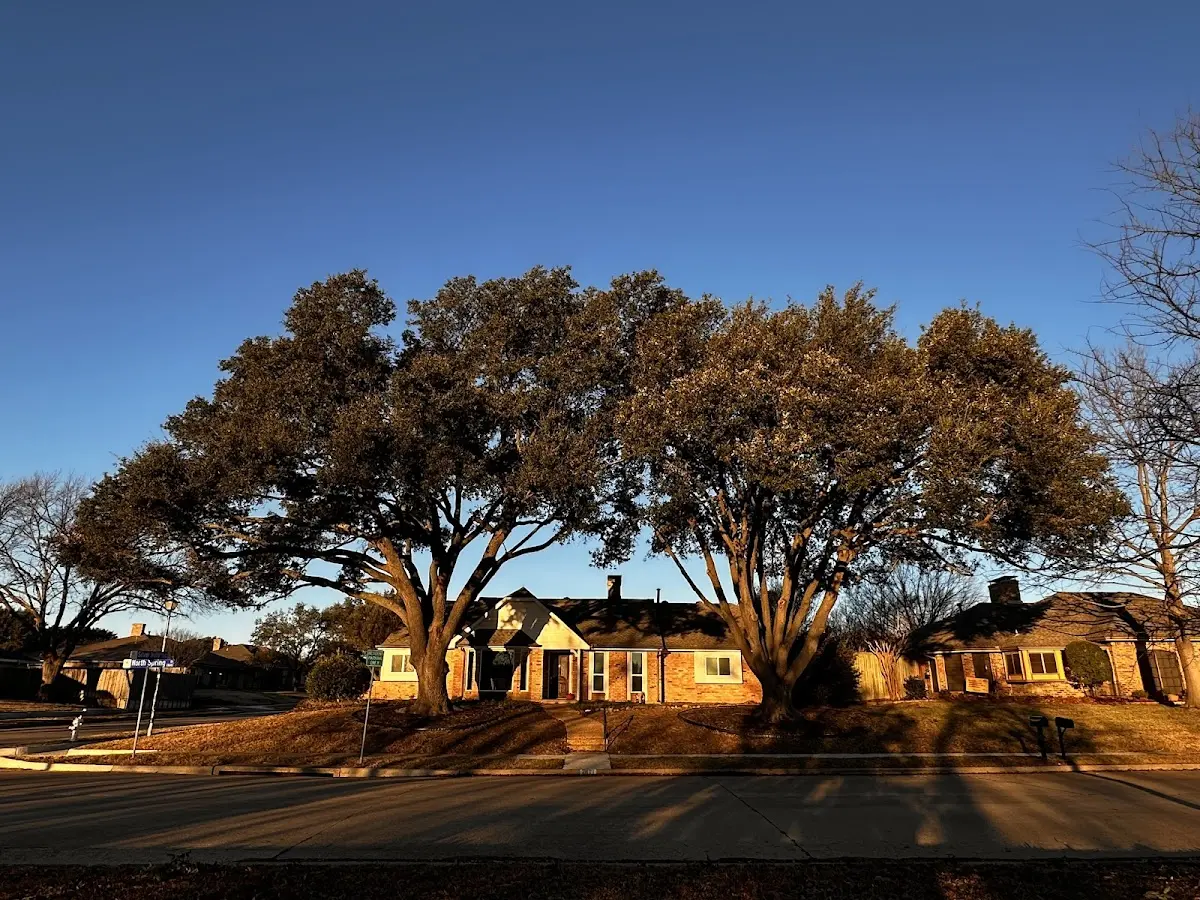 Established residential canopy tree shading a home in Cumberland